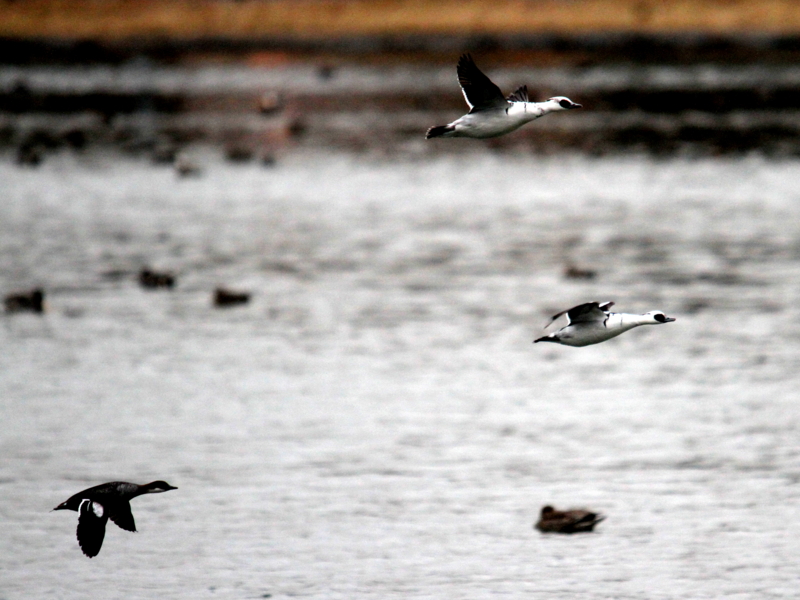 f:id:digibirds:20140103182928j:image f:id:digibirds:20140103182928j:image