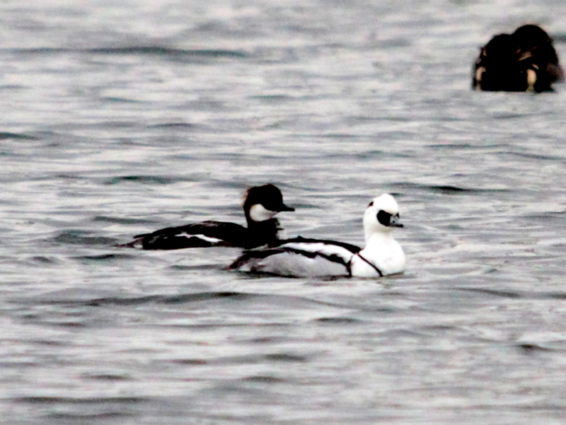 f:id:digibirds:20140103184740j:image f:id:digibirds:20140103184740j:image