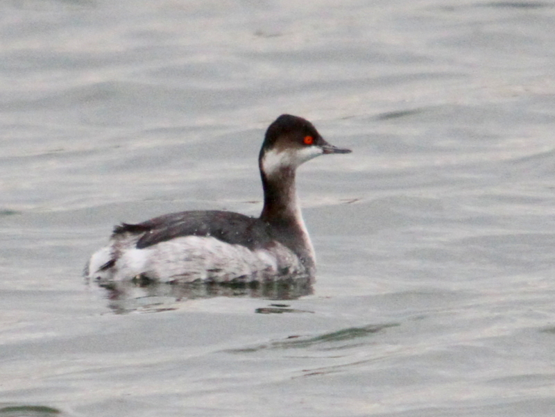 九十九里海岸のミミカイツブリ なかなかなかね野鳥と自然の写真館 九十九里海岸のミミカイツブリ なかなかなかね野鳥と自然の写真館