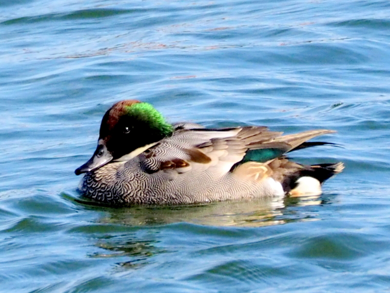 f:id:digibirds:20140105230517j:image