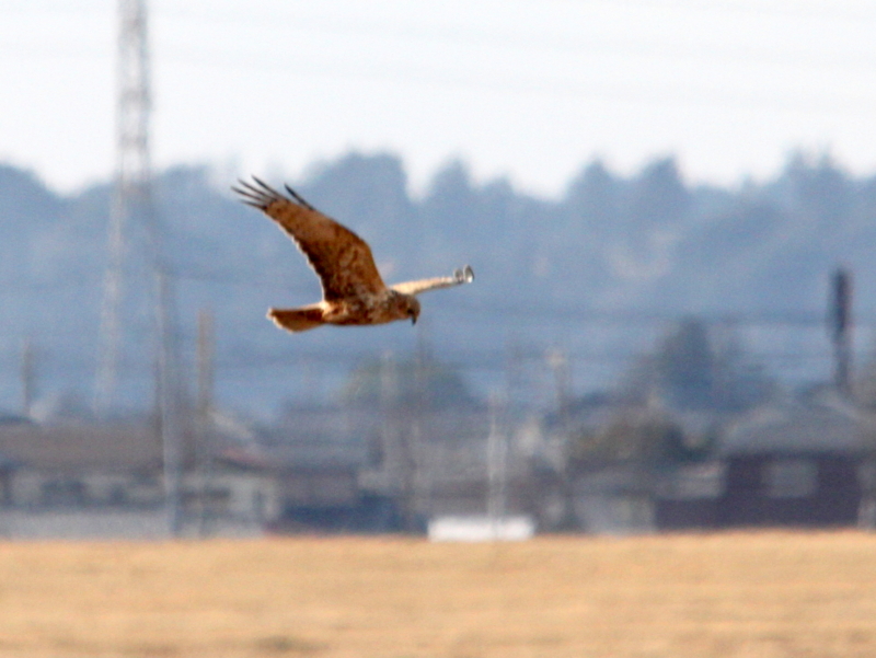 f:id:digibirds:20140106092730j:image