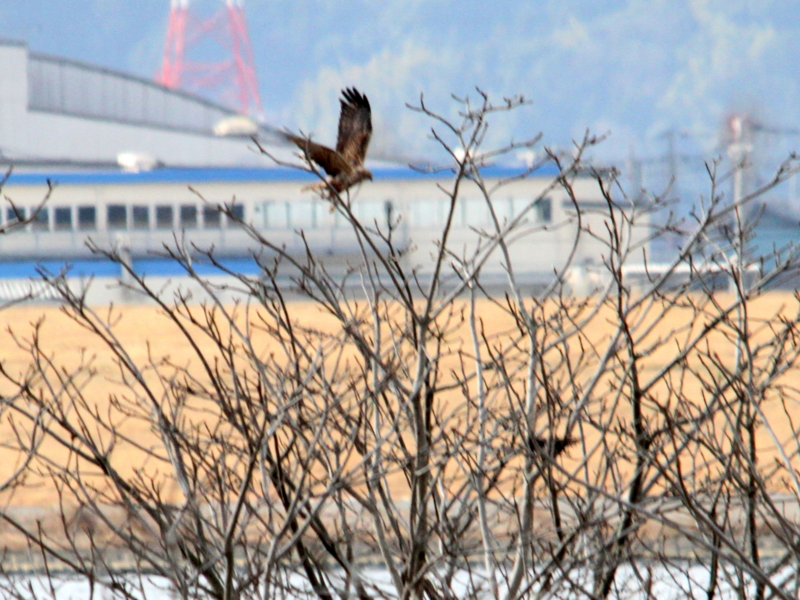 f:id:digibirds:20140106092739j:image