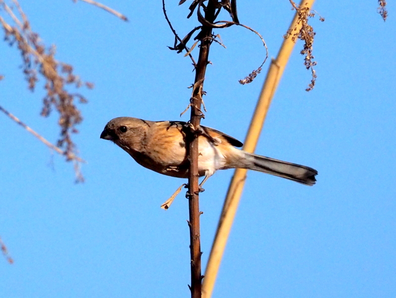 f:id:digibirds:20140106223047j:image