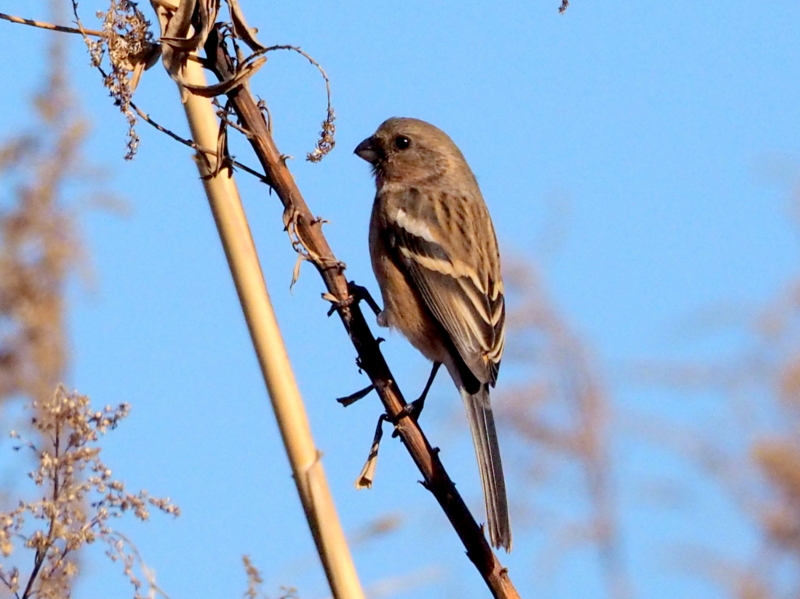 f:id:digibirds:20140106223051j:image