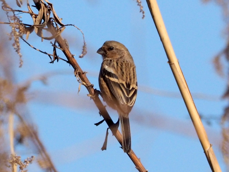 f:id:digibirds:20140106223054j:image