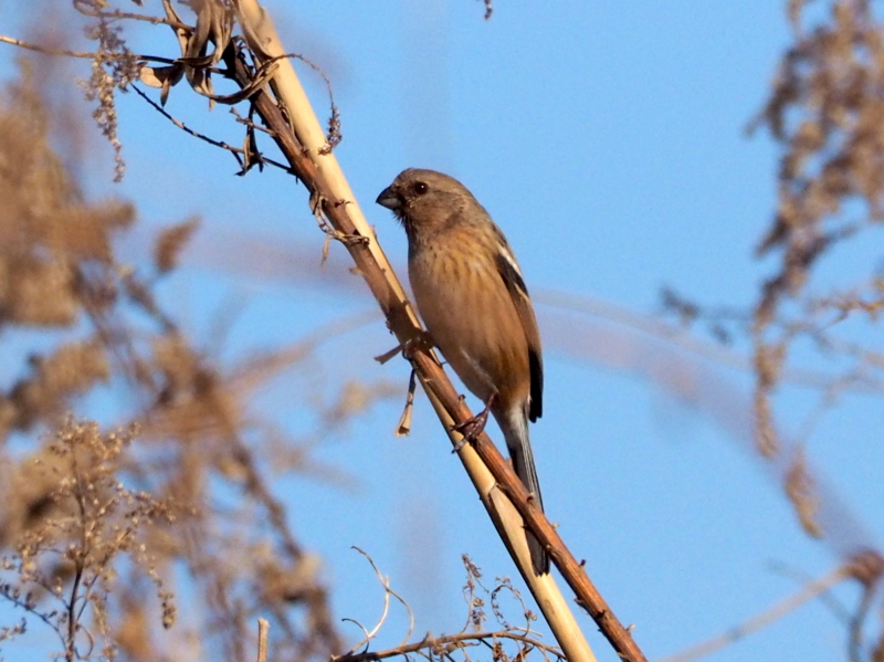 f:id:digibirds:20140106223057j:image