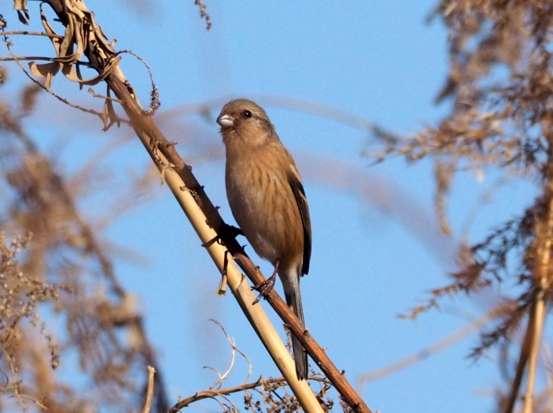 f:id:digibirds:20140106223101j:image