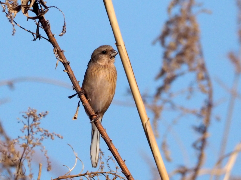 f:id:digibirds:20140106223104j:image