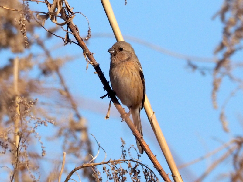f:id:digibirds:20140106223108j:image