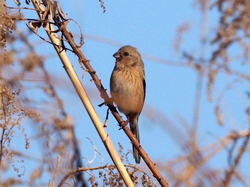 f:id:digibirds:20140106223111j:image