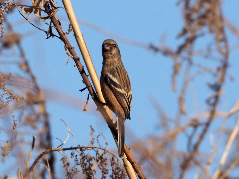 f:id:digibirds:20140106223115j:image