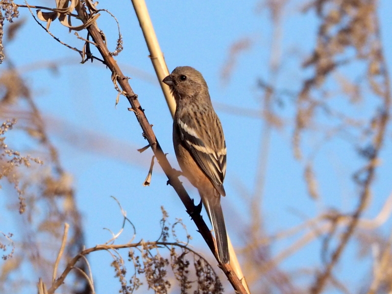 f:id:digibirds:20140106223344j:image