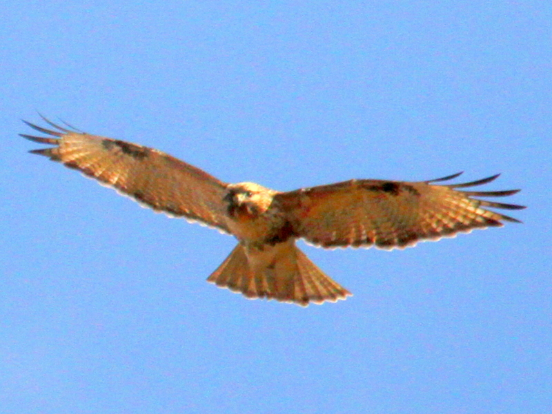 f:id:digibirds:20140107094822j:image