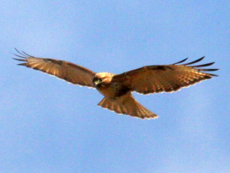 f:id:digibirds:20140107094824j:image
