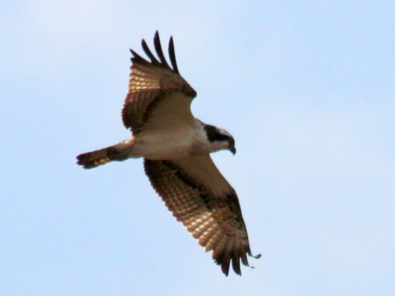 f:id:digibirds:20140107094831j:image