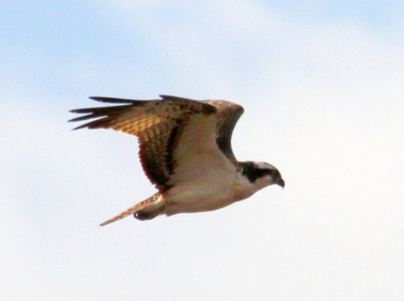 f:id:digibirds:20140107094833j:image