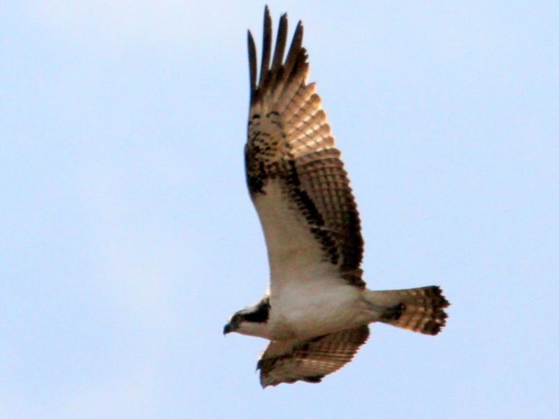 f:id:digibirds:20140107094834j:image