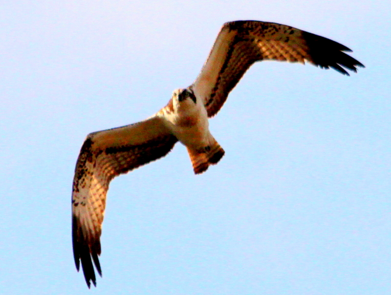 f:id:digibirds:20140107094844j:image