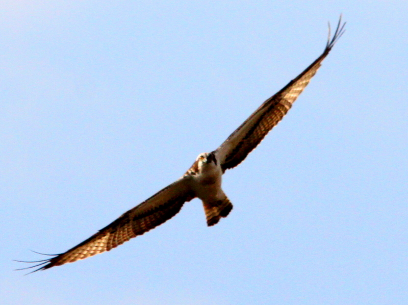 f:id:digibirds:20140108092903j:image