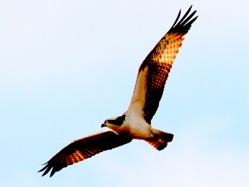 f:id:digibirds:20140108093234j:image