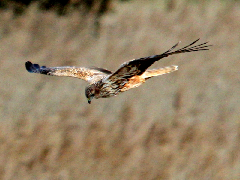 f:id:digibirds:20140108110950j:image