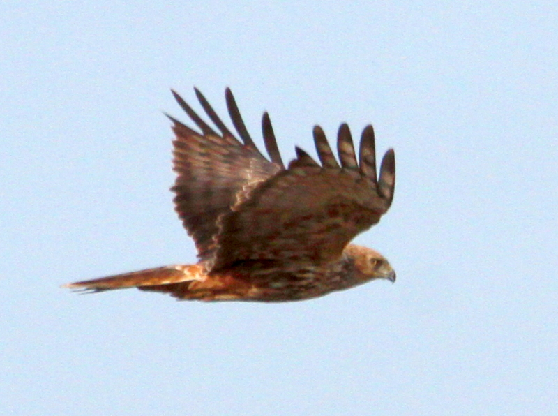 f:id:digibirds:20140108110952j:image