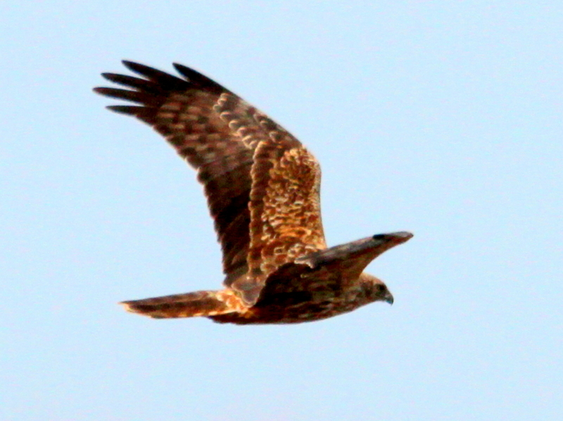 f:id:digibirds:20140108110953j:image