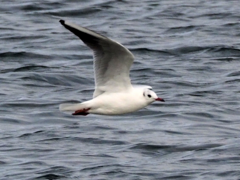 f:id:digibirds:20140109083209j:image