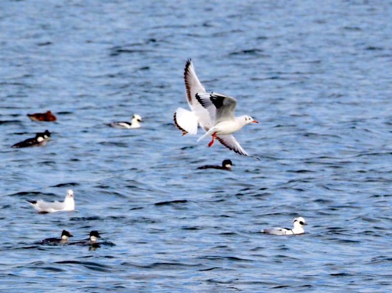 f:id:digibirds:20140109083216j:image