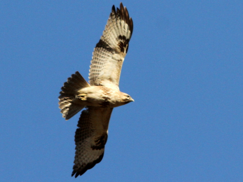 f:id:digibirds:20140110195606j:image