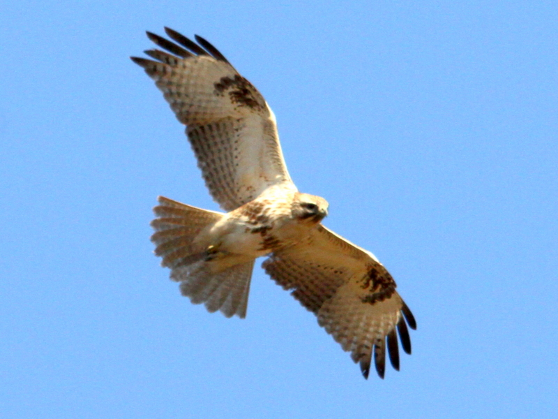 f:id:digibirds:20140110195610j:image