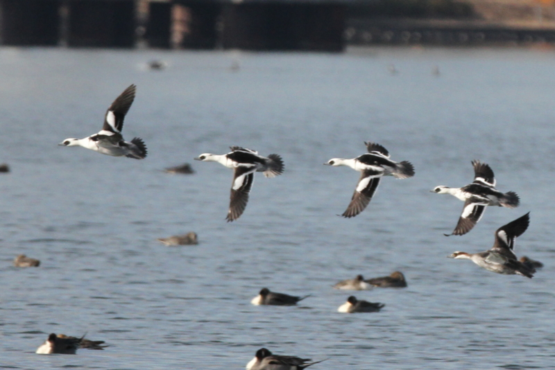 f:id:digibirds:20140112183806j:image