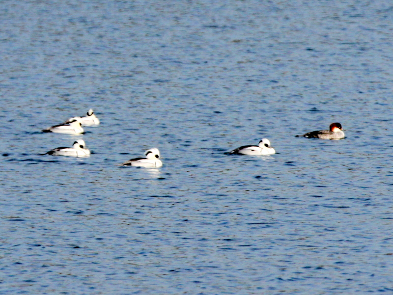 f:id:digibirds:20140112183813j:image