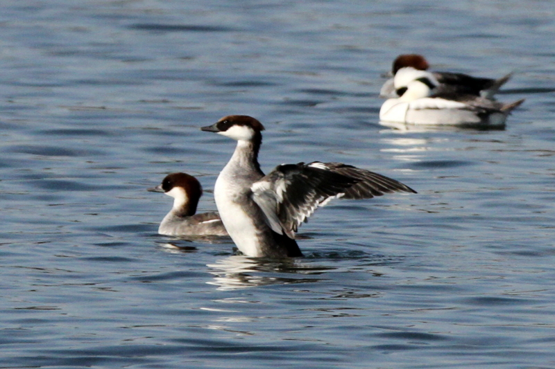 f:id:digibirds:20140112183820j:image
