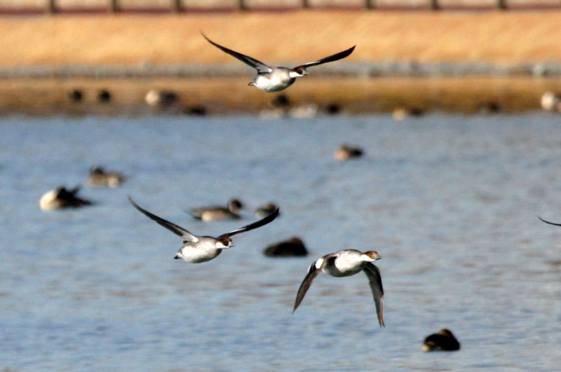 f:id:digibirds:20140112183825j:image