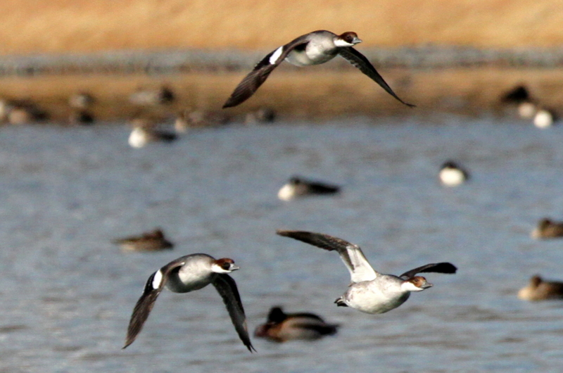 f:id:digibirds:20140112185531j:image
