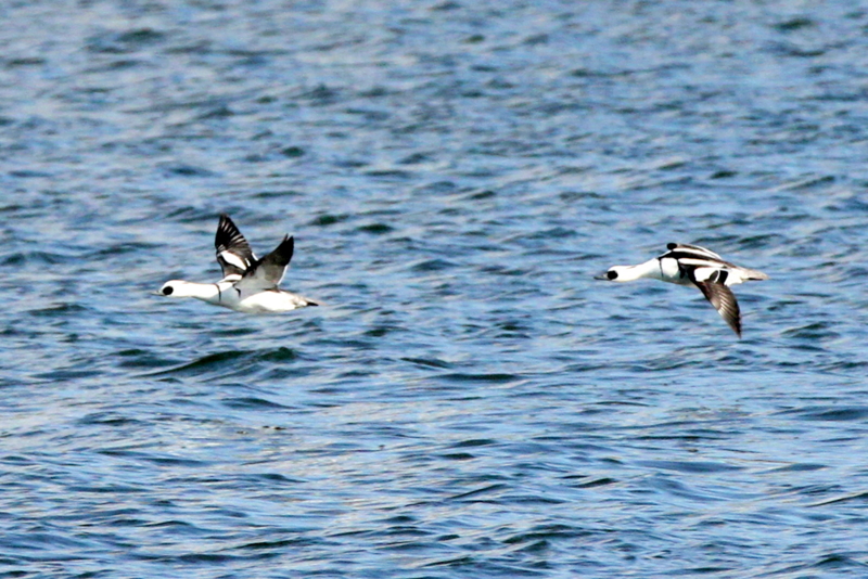 f:id:digibirds:20140113185038j:image