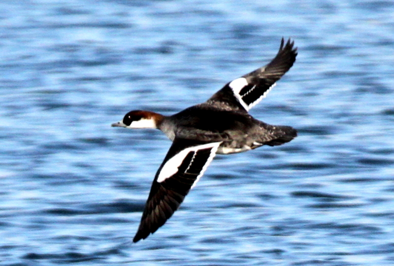 f:id:digibirds:20140113185041j:image