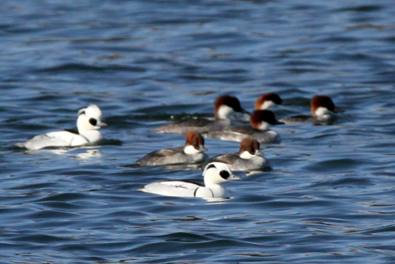 f:id:digibirds:20140113185046j:image