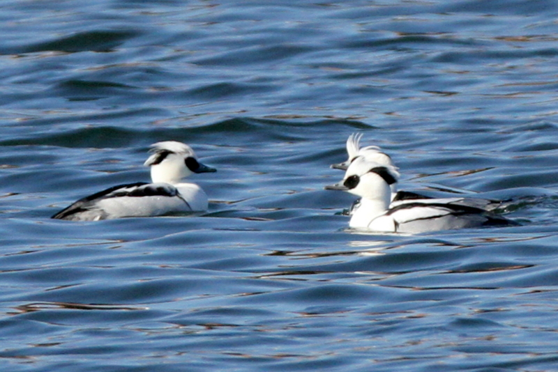 f:id:digibirds:20140113185059j:image