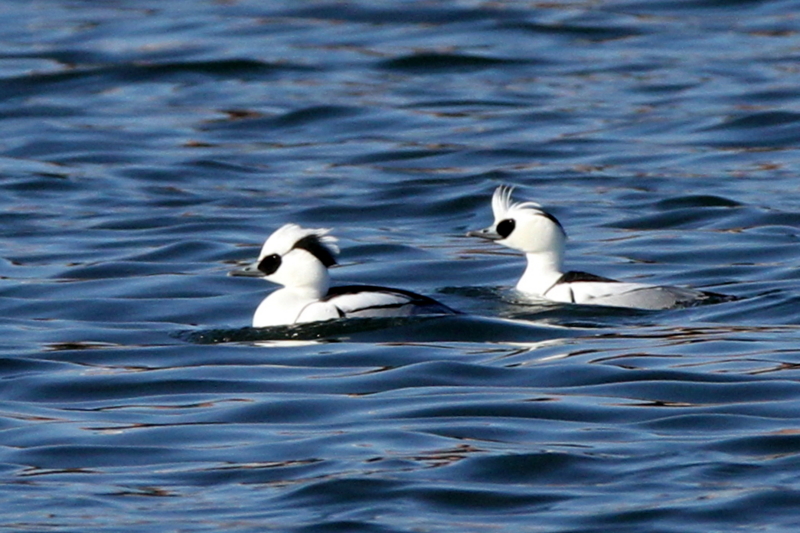 f:id:digibirds:20140113185101j:image
