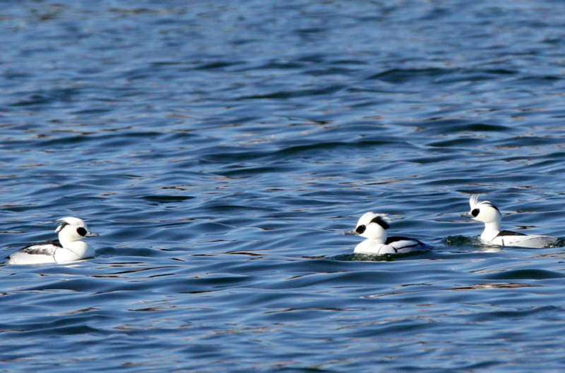 f:id:digibirds:20140113185103j:image