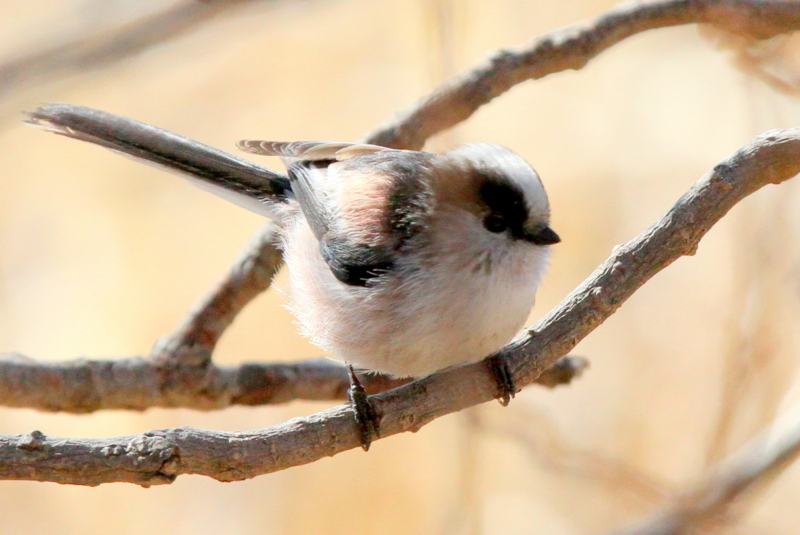f:id:digibirds:20140114160514j:image