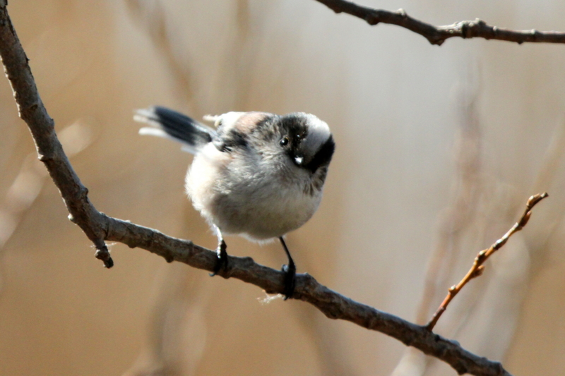 f:id:digibirds:20140114160519j:image