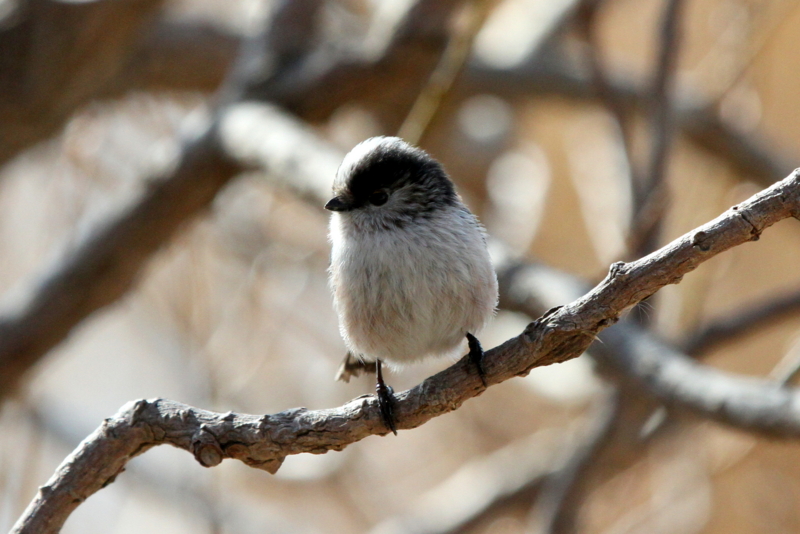 f:id:digibirds:20140114160531j:image