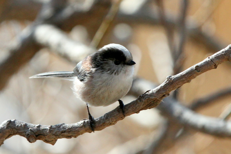 f:id:digibirds:20140114160541j:image