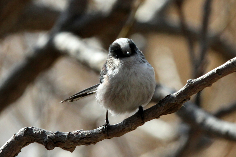 f:id:digibirds:20140114160549j:image
