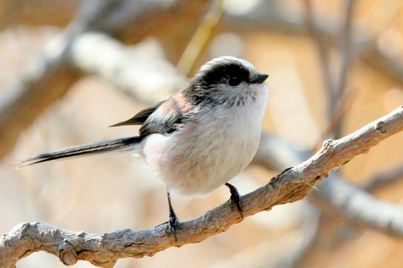f:id:digibirds:20140114160556j:image
