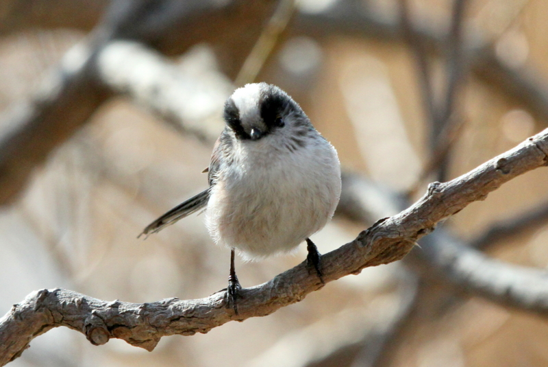 f:id:digibirds:20140114160602j:image