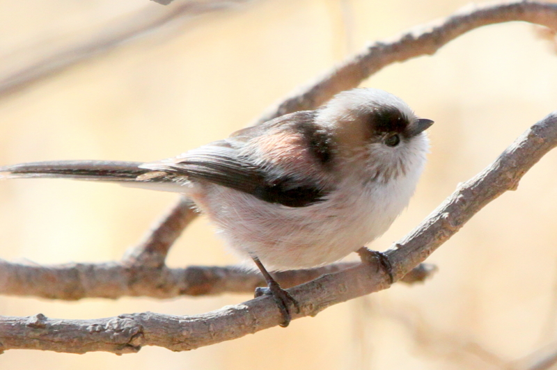 f:id:digibirds:20140114160609j:image